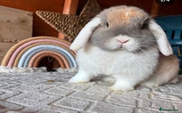 Mini Lop rabbits for sale: Mini lops - Image 6