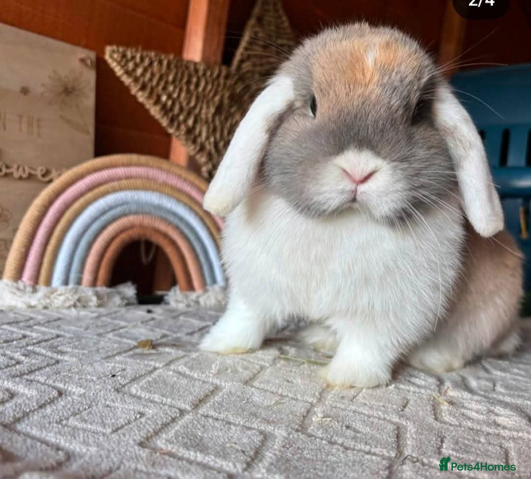 Mini Lop rabbits for sale: Mini lops - Image 6