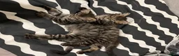 European cats for sale: Beautiful Kittens 🐱 available now - Advert 14