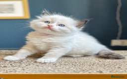 Ragdoll cats for sale: Stunning Rainbow of Ragdoll Kittens - Image 29