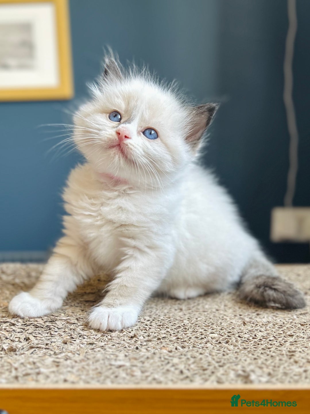 Ragdoll cats for sale: Stunning Rainbow of Ragdoll Kittens - Image 29