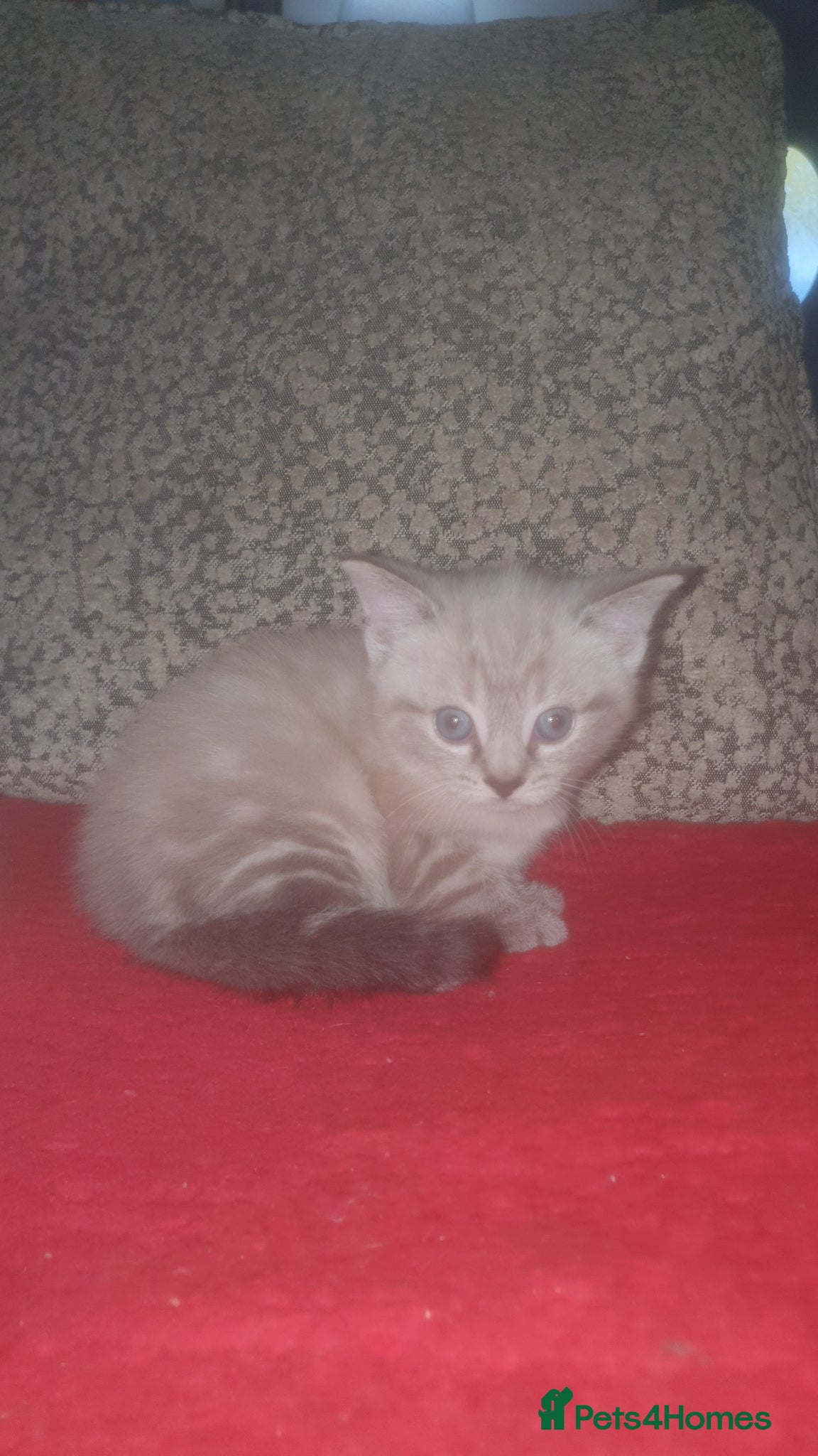 Ragdoll cats White and grey striped fluffy ragdoll - Advert 8