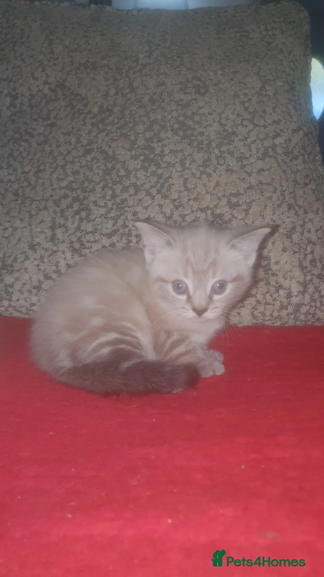 Ragdoll cats for sale: White and grey striped fluffy ragdoll - Advert 1