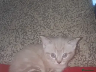 Ragdoll cats White and grey striped fluffy ragdoll - Advert 2