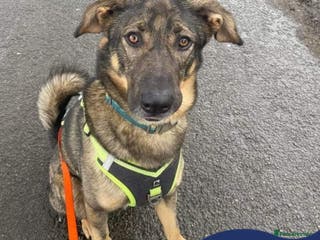 Mixed Breed dogs Meet Ozzy, currently residing in Cheshire in Nantwich - Advert 14