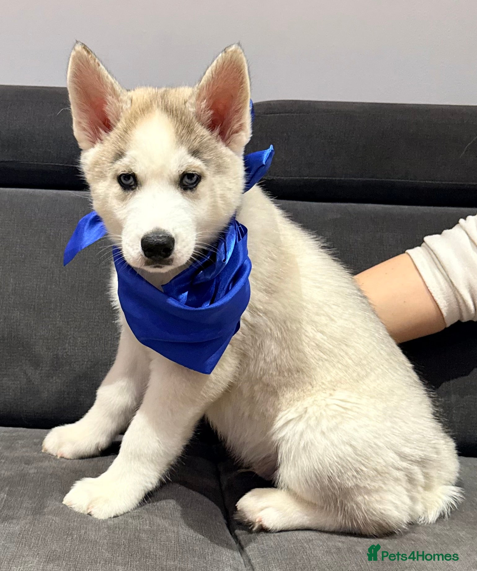 Siberian Husky dogs Beautiful blue eyes Siberian Husky Puppies! - Advert 11