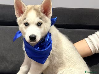 Siberian Husky dogs Beautiful blue eyes Siberian Husky Puppies! - Advert 17
