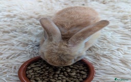 English Lop rabbits for sale: Lop mixed dot baby bunnies - Image 2