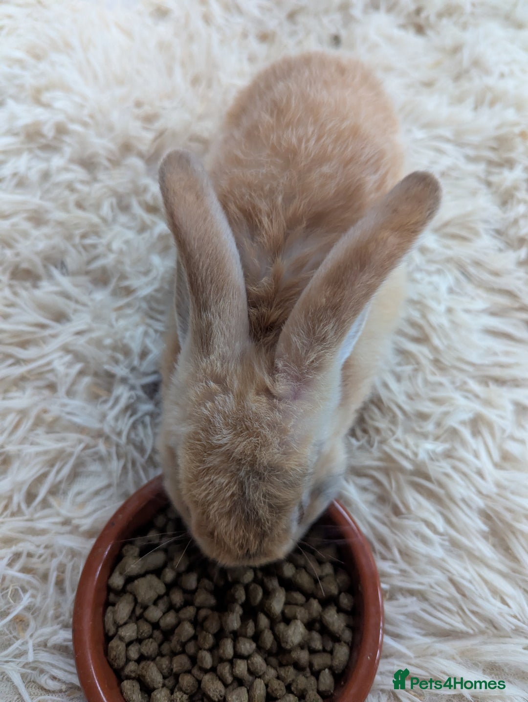 English Lop rabbits for sale: Lop mixed dot baby bunnies - Image 2