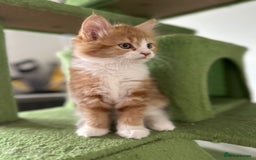 Maine Coon cats for sale: Stunning Kitten Mainecoon Girls - Image 28