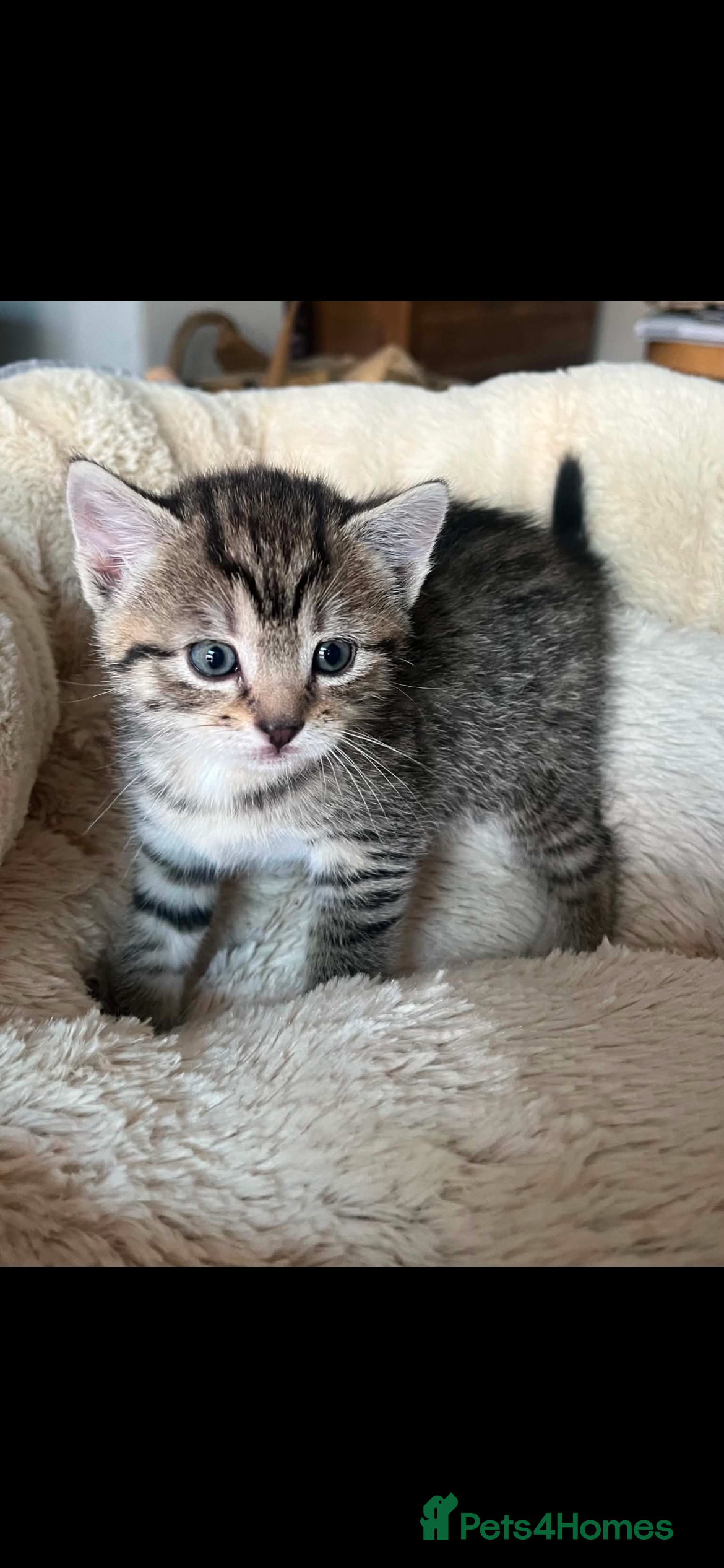 British Shorthair cats 4 kittens for sale  - Advert 1