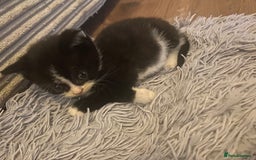 British Shorthair cats for sale: Cross half BRITISH shorthair kittens  - Advert 9