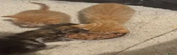 British Longhair cats for sale: Beautiful kittens  in Deeside - Advert 9