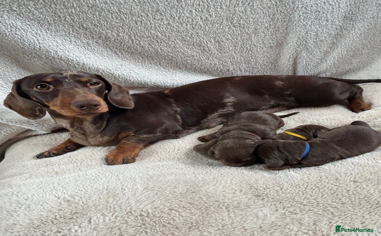 Miniature Dachshund dogs - Advert 13