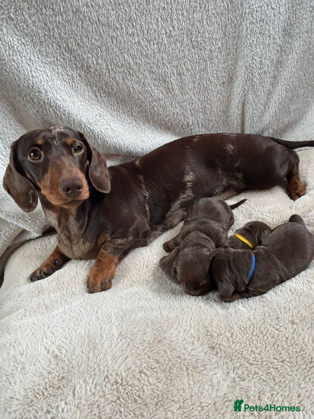 Miniature Dachshund dogs for sale: 3 gorgeous Chocolate and tan Girls  - Image 1