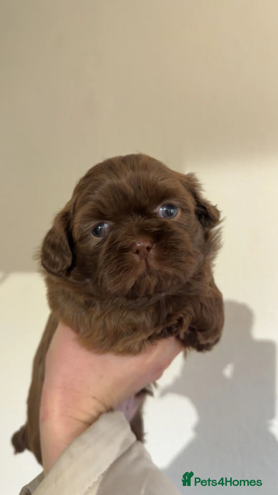 Shih Tzu dogs for sale: Adorable lavender & chocolate Shih Tzu puppies  - Advert 21