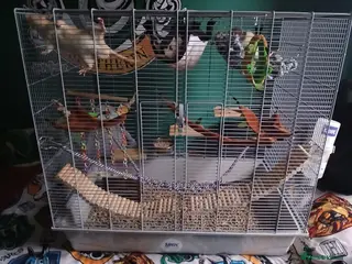 Rat rodents X2 Male Rats & Accessories - Advert 1