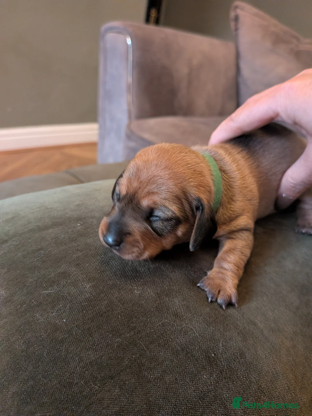 Miniature Dachshund dogs for sale: Beautiful Miniature Dachshund Puppies   - Advert 36