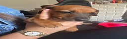 Jackshund dogs for sale: 2 girls 1 boy  - Advert 24