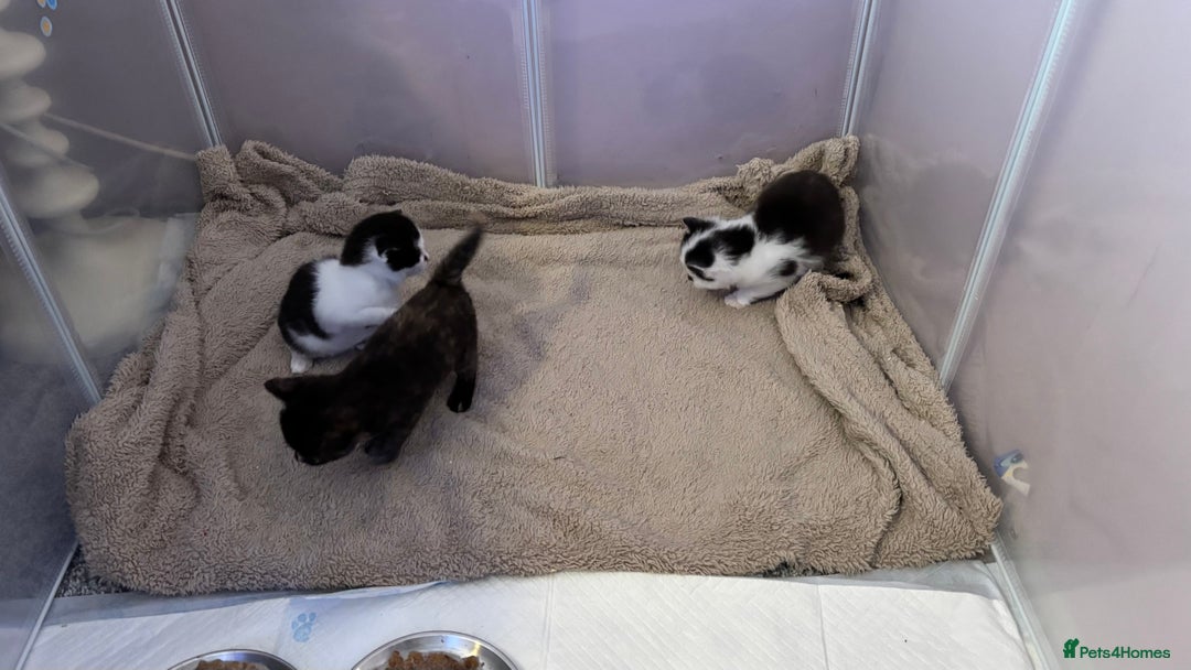 Mixed Breed cats for sale: Kittens  - Image 3