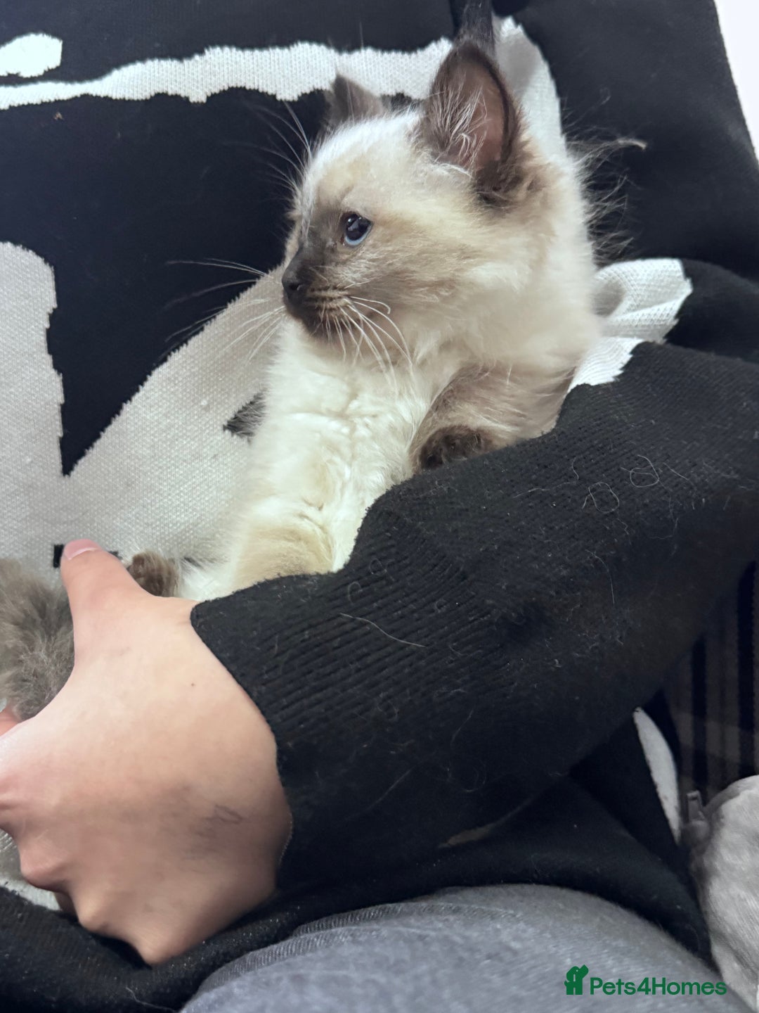 Ragdoll cats for sale: Cuddly tame Pure Pedigree Ragdoll kittens Cat Blue - Advert 10