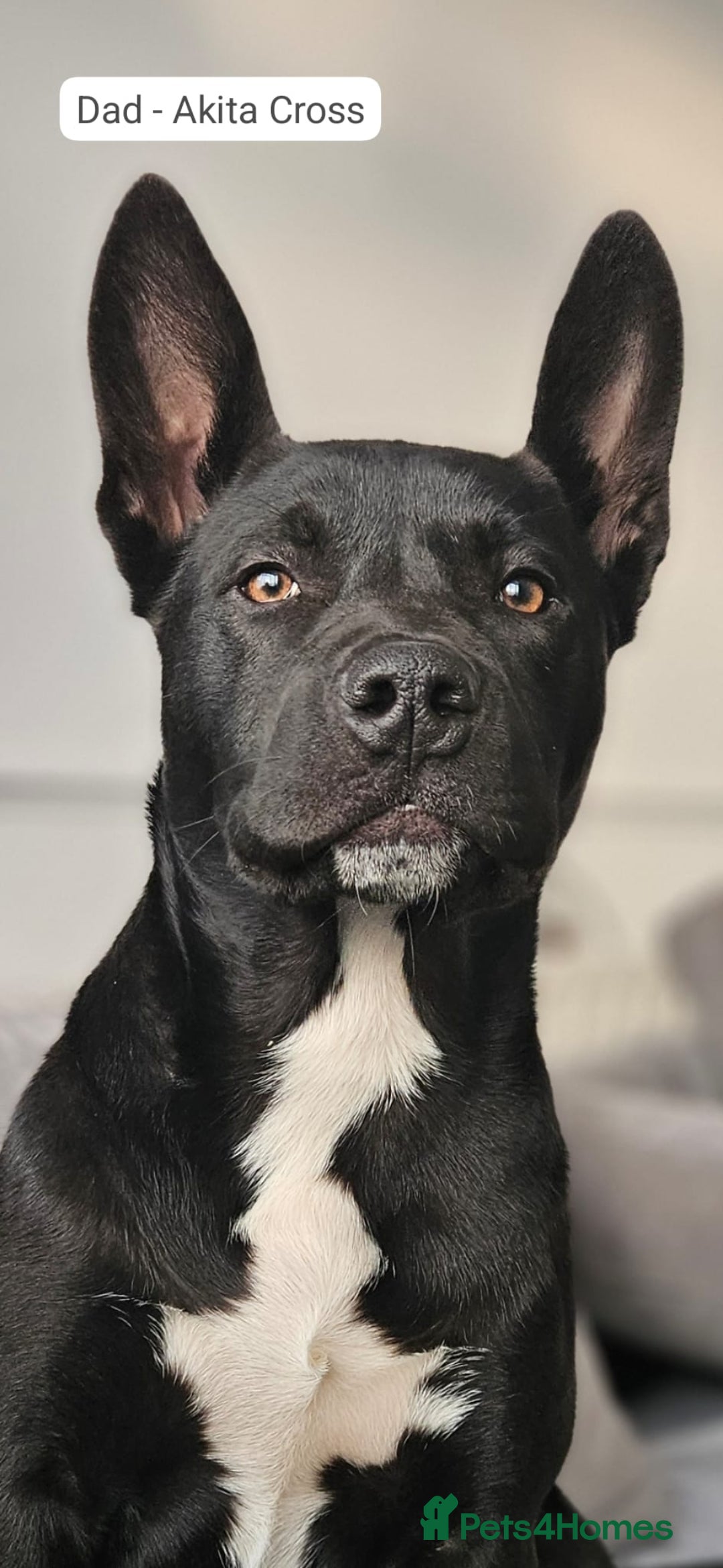 Mixed Breed dogs for sale: Beautiful Mix, Husky/Corso X Akita/Staff, Large  - Advert 6