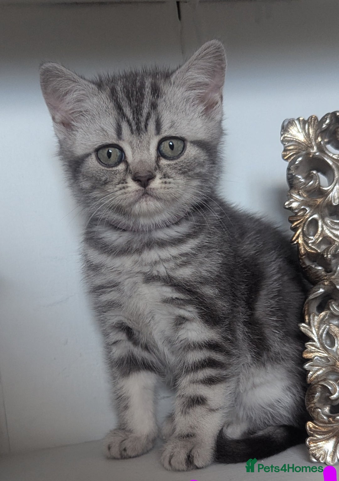 British Shorthair cats for sale: Gorgeous British shorthair silver Tabby  - Image 1