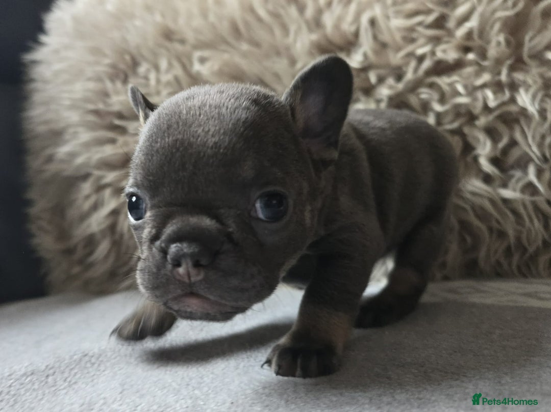 French Bulldog dogs for sale: Stunning French Bulldog Puppies  - Advert 8