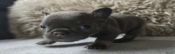 French Bulldog dogs for sale: Stunning French Bulldog Puppies  - Advert 8