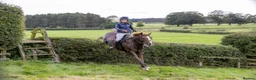 Welsh Section D horses for sale: 14.3/15hh allrounder gelding  in Rowlands Gill - Advert 14