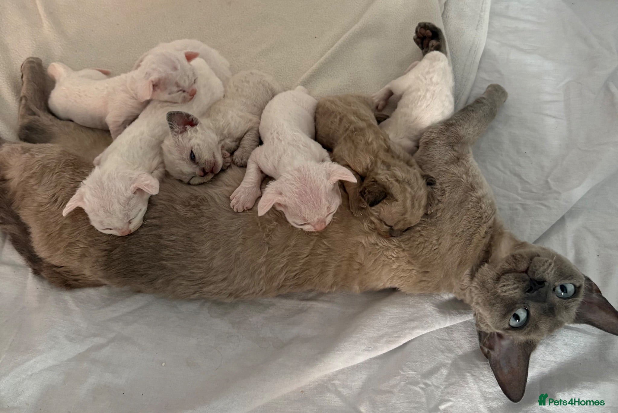 Devon Rex cats 😻 Devon rex Kittens available 😻❤️ - Advert 2