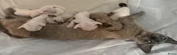 Devon Rex cats for sale: 😻 Devon rex Kittens available 😻❤️ - Advert 2