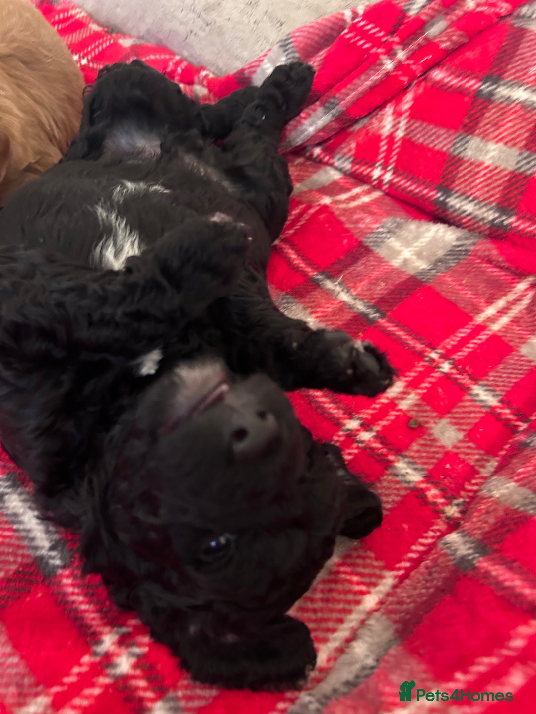 Mixed Breed dogs for sale: Labradoodle Puppies – Fox Red Parti & Black Tuxedo - Advert 12