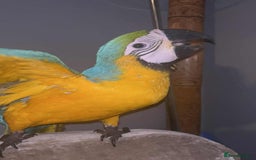 Macaws birds for sale: Hand reared blue & gold Macaw Chick - Image 6