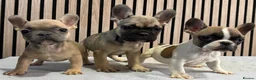 French Bulldog dogs for sale: KC REGISTERED FRENCH BULLDOG 🐶 - Advert 23