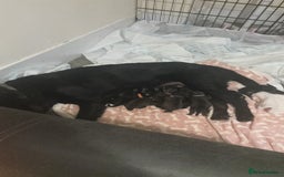 Mixed Breed dogs for sale: Rottweiler cross puppies - Image 3