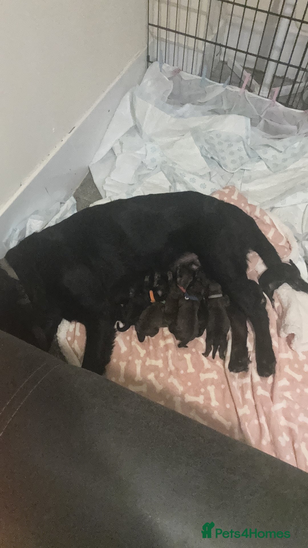 Mixed Breed dogs for sale: Rottweiler cross puppies - Image 3