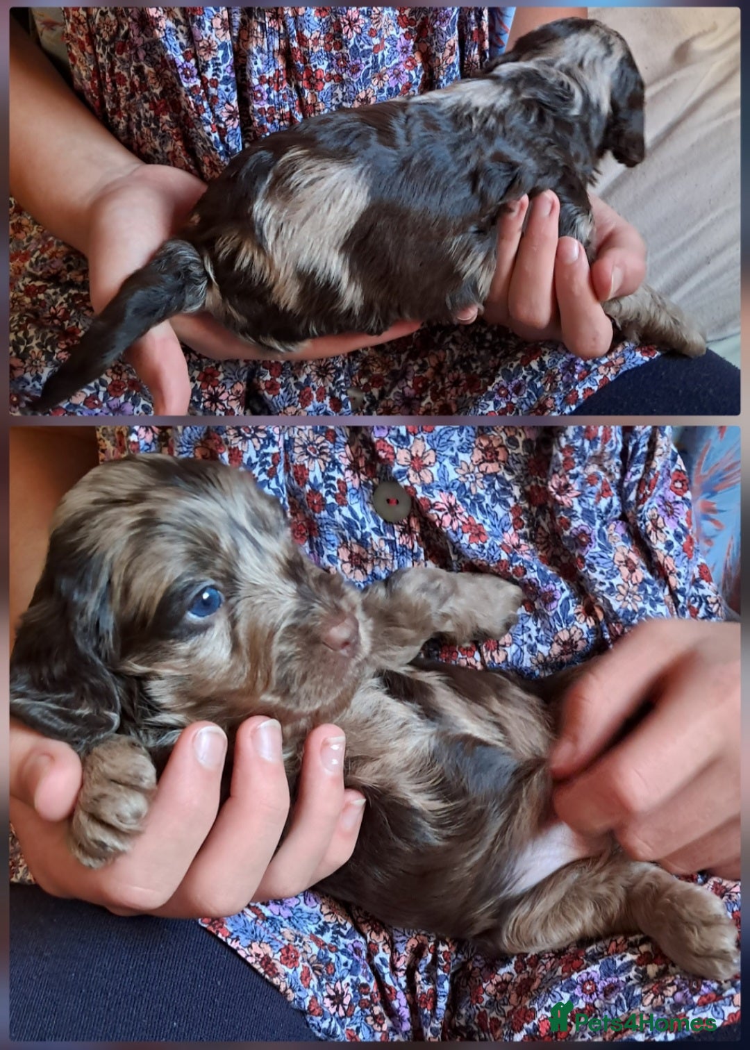 Cockapoo dogs for sale: Toy F1 Cockerpoo merle and chocolate puppies  - Advert 13