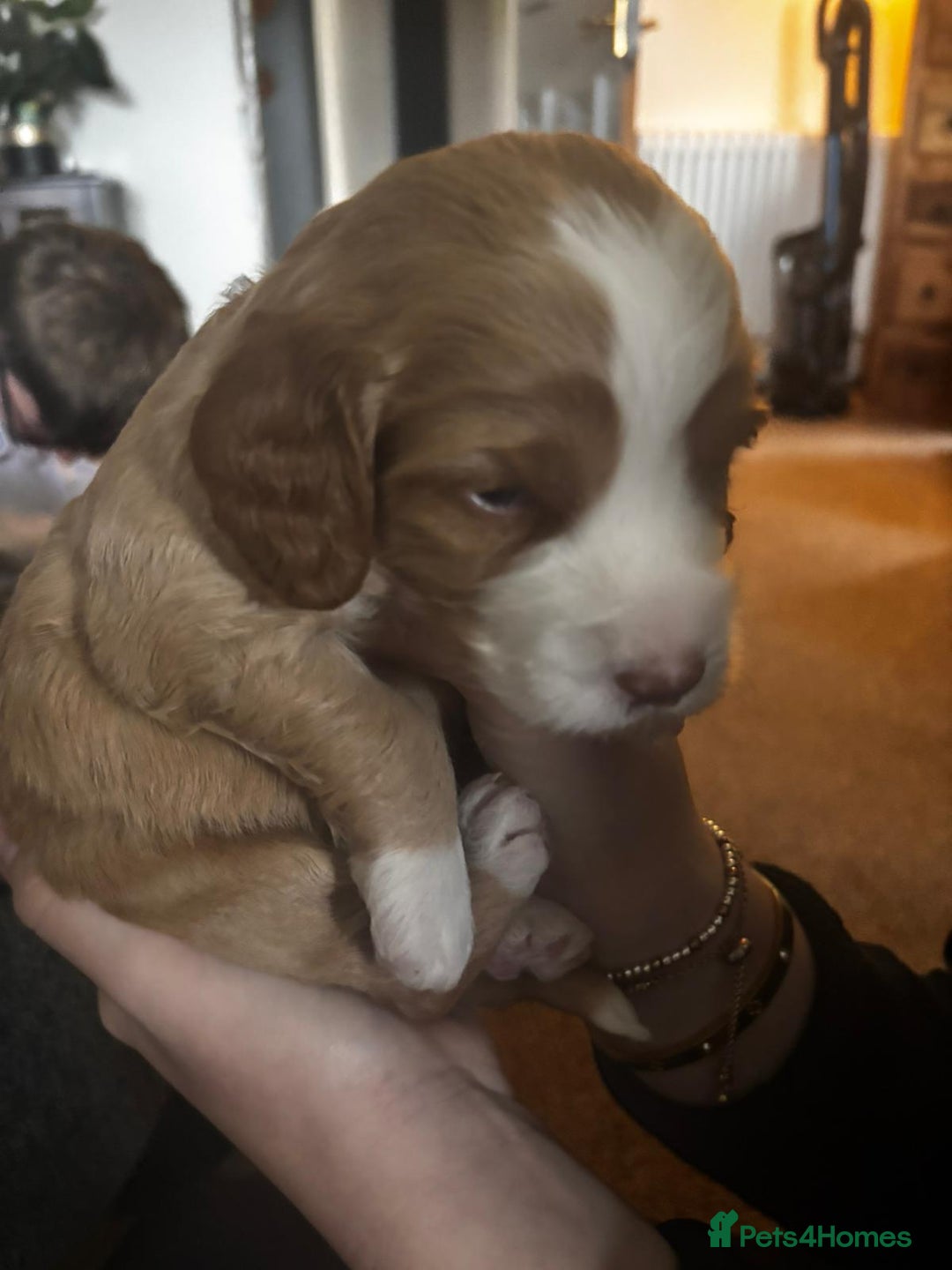Cockapoo dogs for sale: F1B 5 STAR HEALTH CHECKED STUNNING COCKERPOOS  - Image 5
