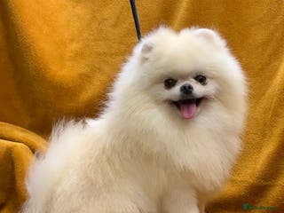 Pomeranian dogs Optic White/cream true to type boy for stud only in Lanark - Advert 1
