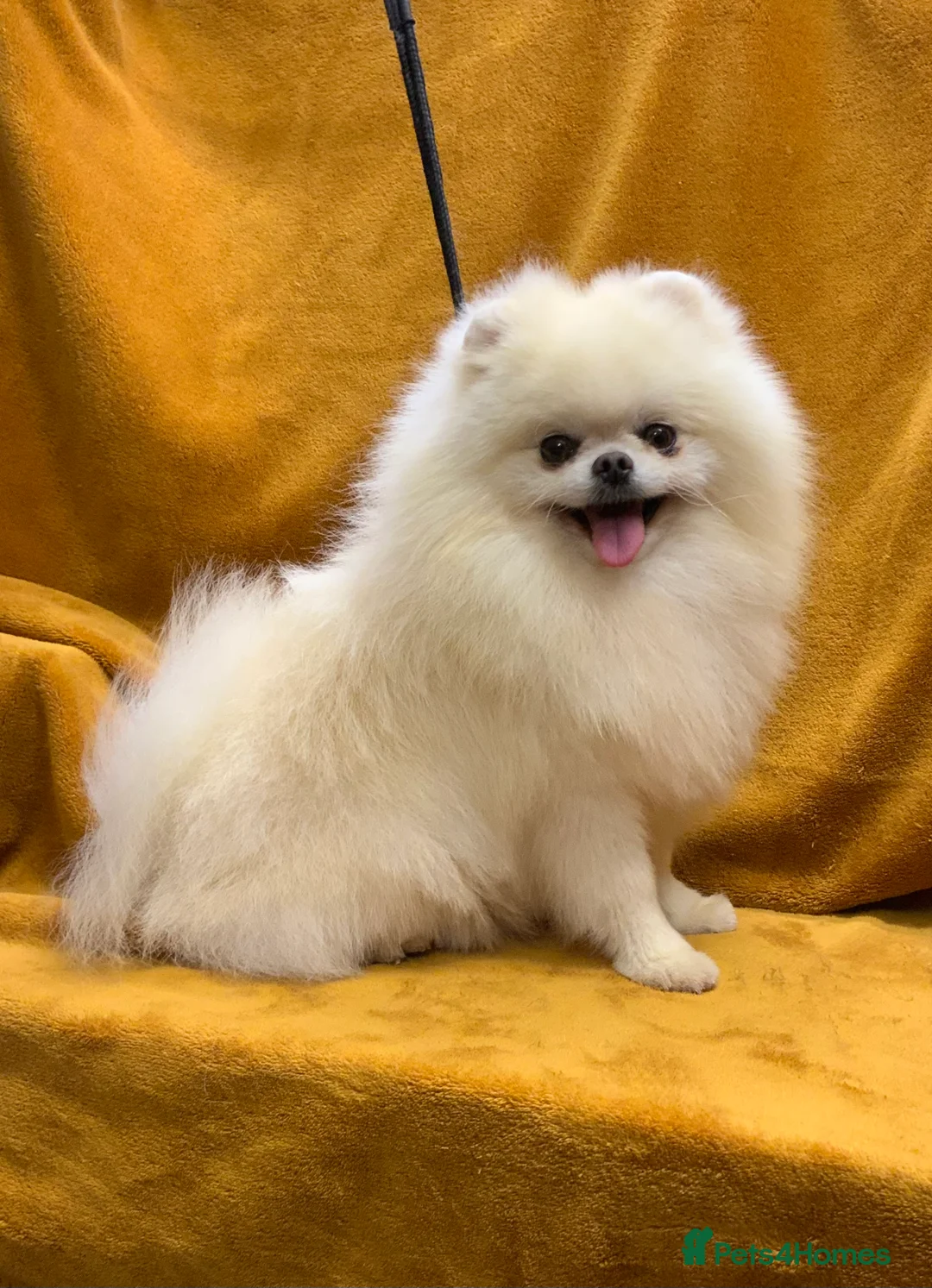Pomeranian dogs for stud: Optic White/cream  true to type boy for stud only in Lanark - Advert 1
