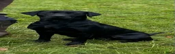 Labrador Retriever dogs for sale: Outstanding FTCH KC registered Labrador puppies  - Advert 6