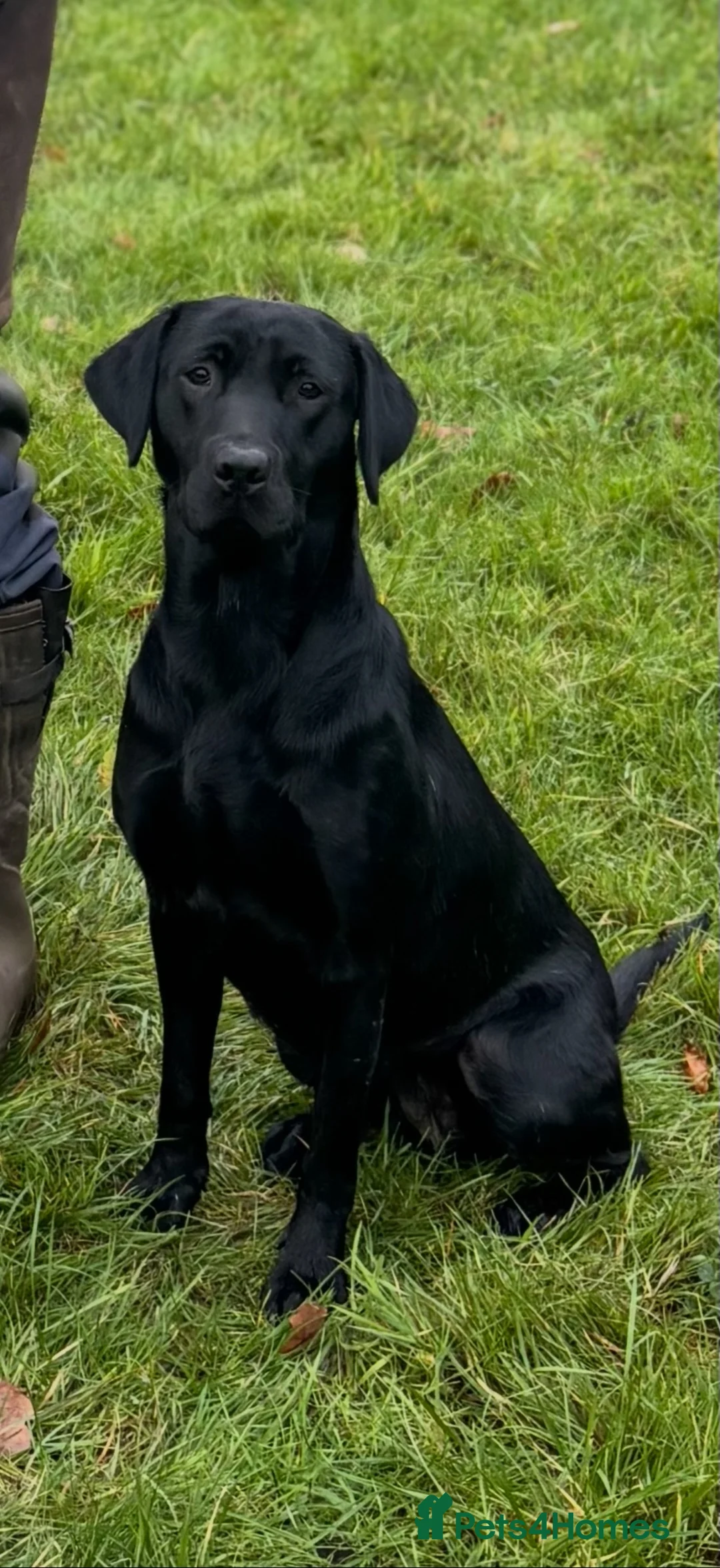 Labrador Retriever dogs for sale: Outstanding FTCH KC registered Labrador puppies  - Advert 12