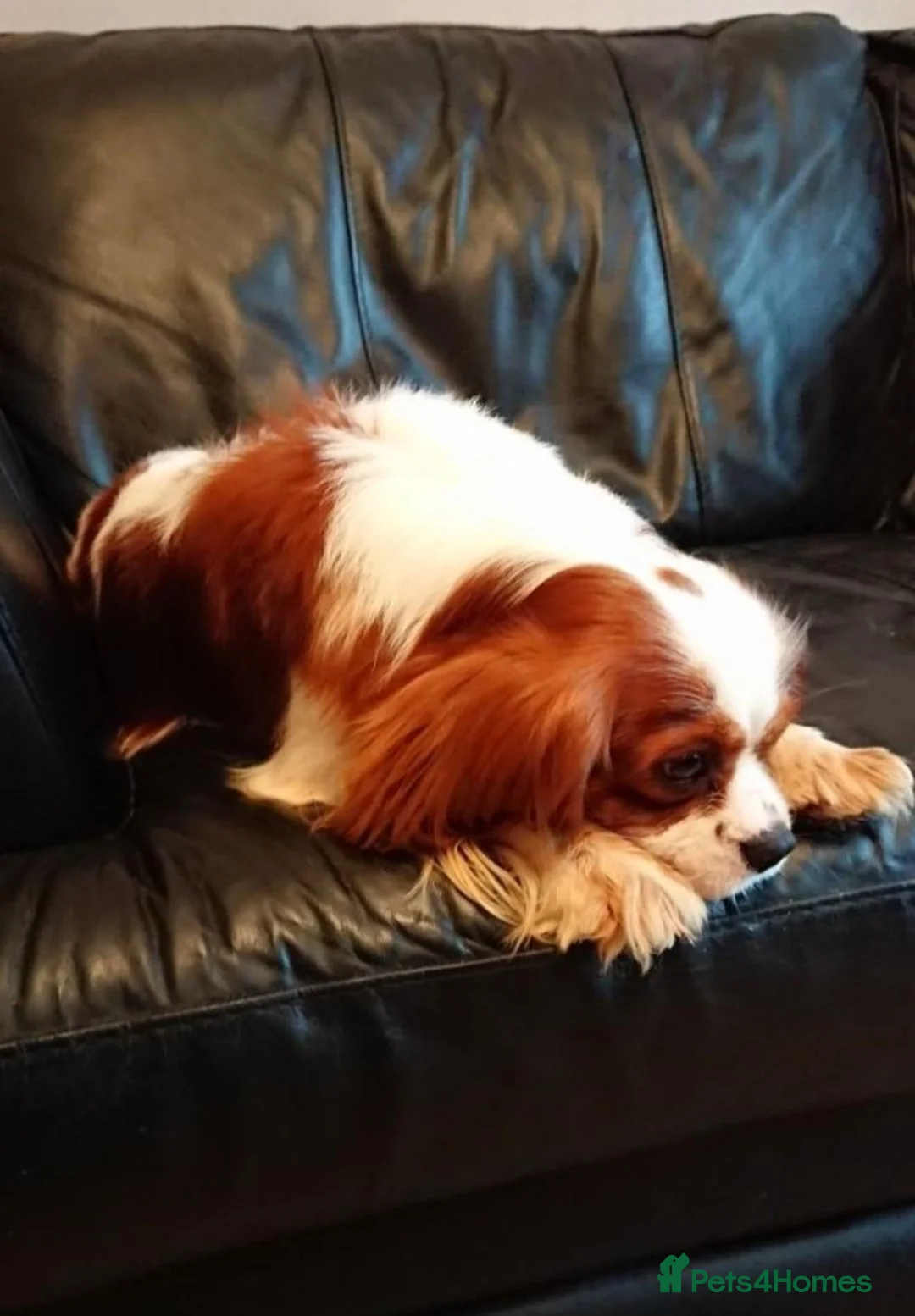 Cavalier King Charles Spaniel dogs for stud: 4 cavalier King Charles available for stud in Sheffield - Advert 4