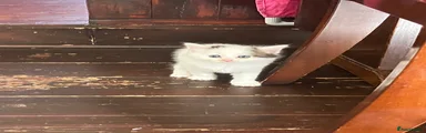 Mixed Breed Kitten 6