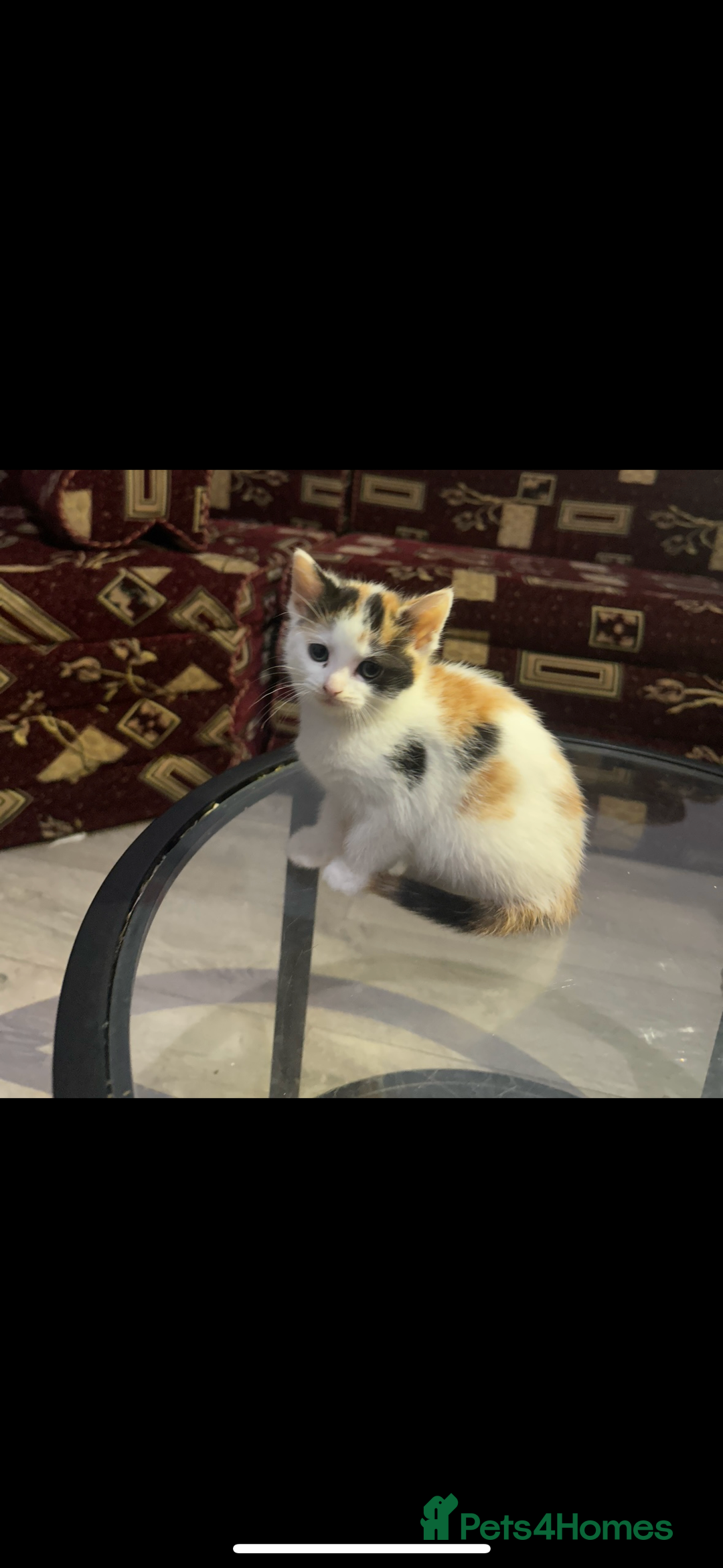 Mixed Breed cats for sale: Cute kittens ready to leave now!! - Advert 5