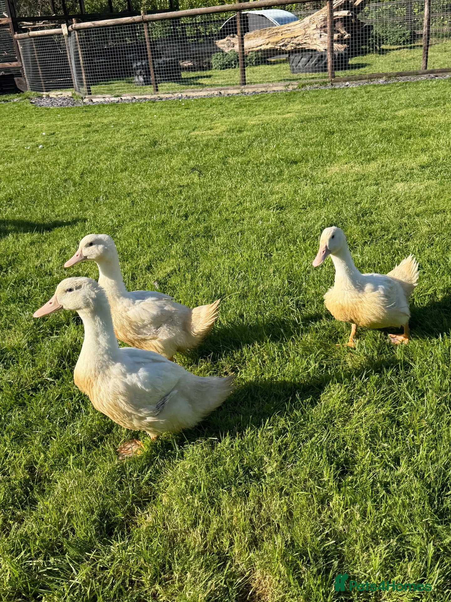 Ducks poultry Pekin Ducks - Advert 3