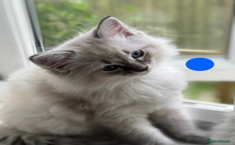 Ragdoll cats in Camborne - Advert 3