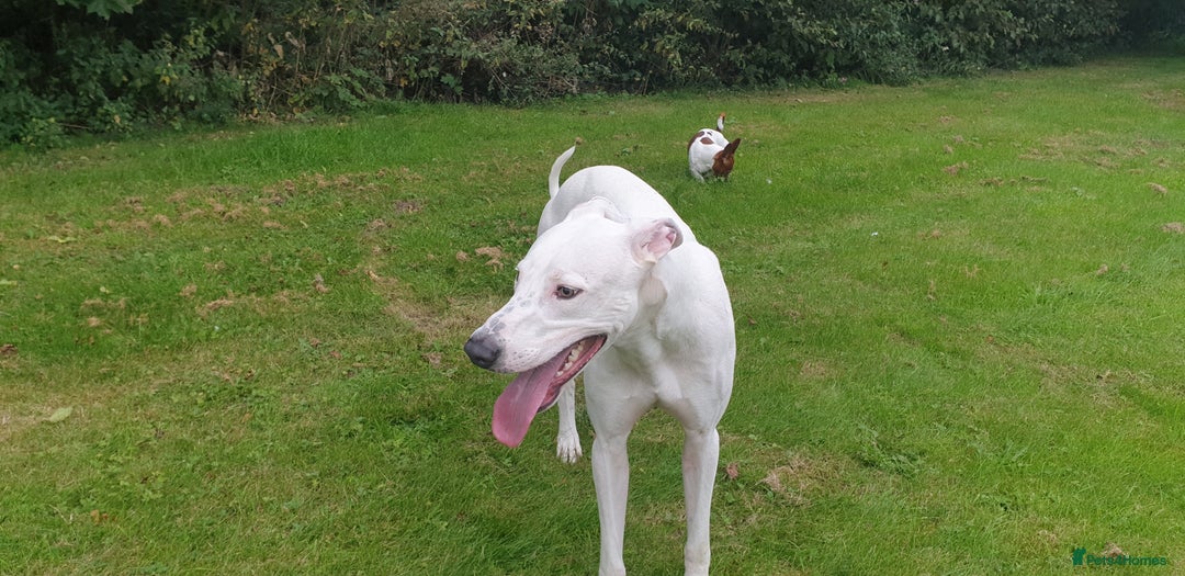 Mixed Breed dogs for sale: Bull Lurcher - Advert 3