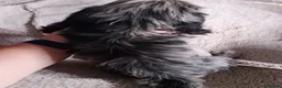 Cockapoo dogs for sale: Amazing cockapoos  - Advert 8